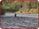 The Stumps Pool