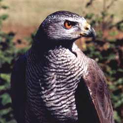 Why are Harris hawks the most popular bird of prey used in falconry in the  UK today? — the SCOTTISH countryman