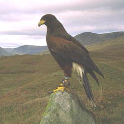 Why are Harris hawks the most popular bird of prey used in falconry in the  UK today? — the SCOTTISH countryman