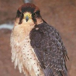 lanner falcons