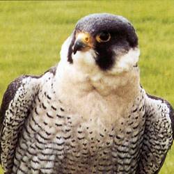 peregrine falcons