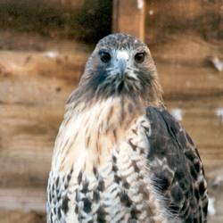 red tail hawks