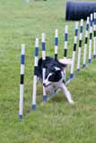 Sheepdog Agility