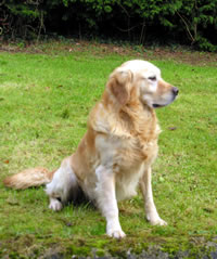 Alder