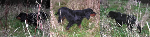 Amscot Irish Belle or Ruadth working on pheasant