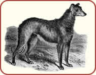 Deer Hound