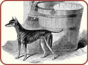 English Terrier